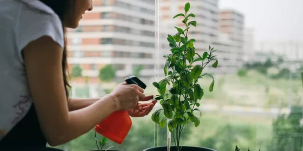 Mulher borrifando fertilizante orgânico na planta (Foto: Reprodução/ Internet)