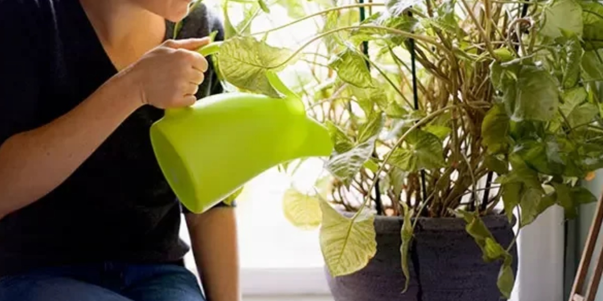 Mulher cuidando de sua planta (Foto: Reprodução/ Internet)