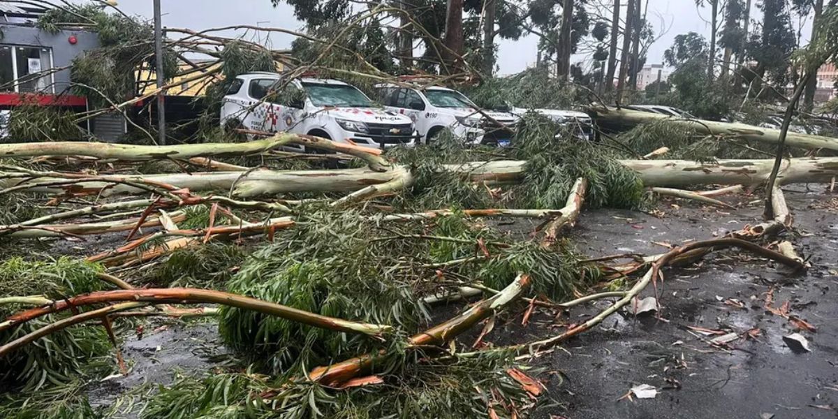 Centenas de árvores caíram na última tempestade em São Paulo (Reprodução: Internet)