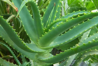 A babosa é uma fonte natural de colágeno - Foto Internet