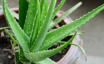 Babosa é uma planta medicinal - Foto Internet