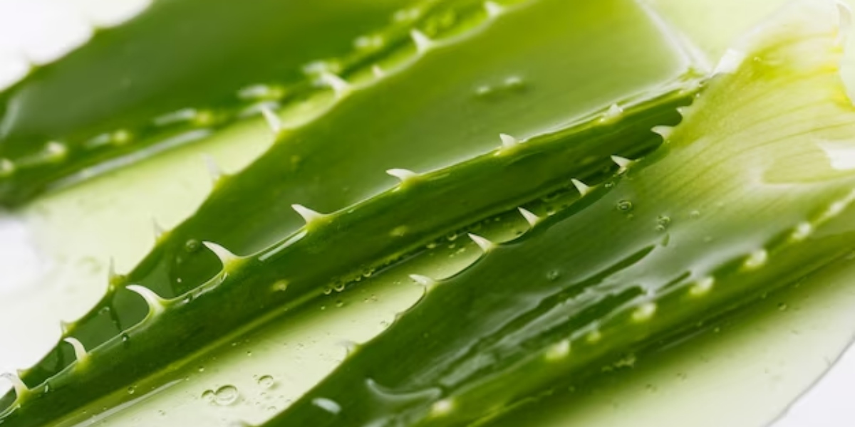 Babosa também é conhecida como aloe vera, e é uma planta milagrosa (Foto: Freepik)