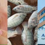 Alerta de cegueira, proibição da ANVISA e peixe que pode MATAR - Foto: Internet