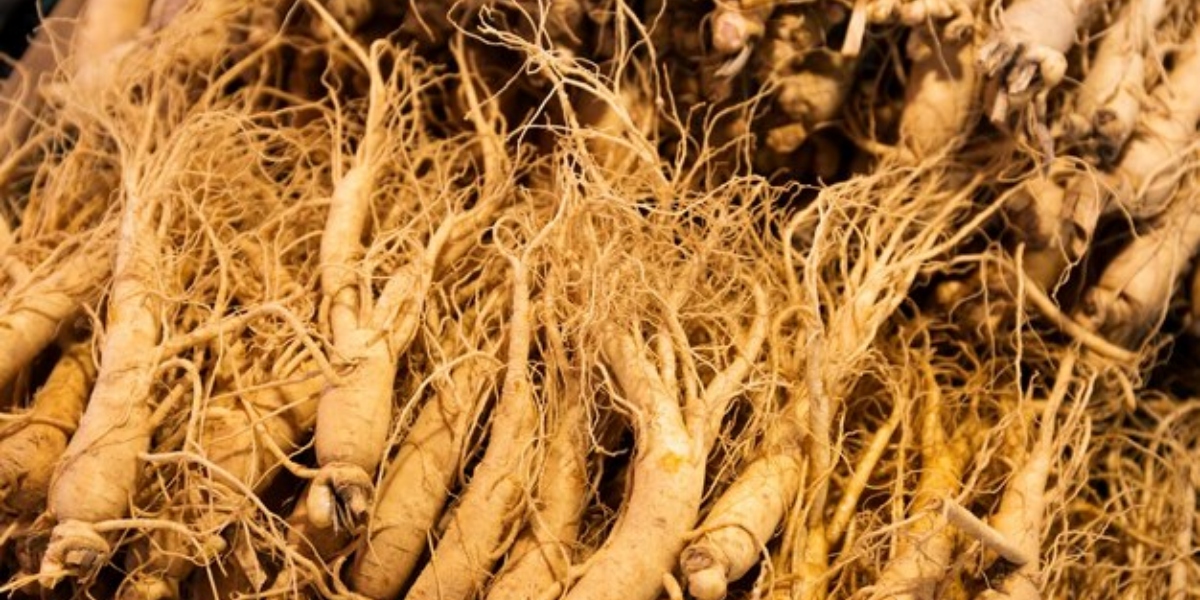 Ginseng é uma raiz que auxilia contra a queda de cabelo e calvície (Foto: Freepik)