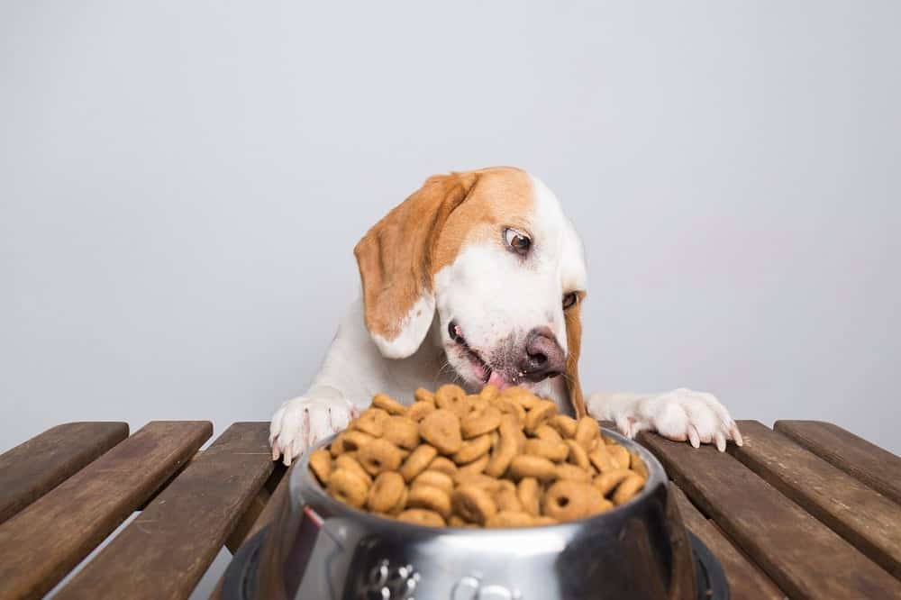 Petiscos para cães e a proibição da Anvisa (Foto: Divulgação)