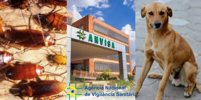 Anvisa - Barata e cachorro (Foto: Reprodução, Montagem - TV foco)