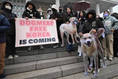 Coreia do Sul aprova projeto de lei que proíbe venda de carne de cachorro - Foto Internet