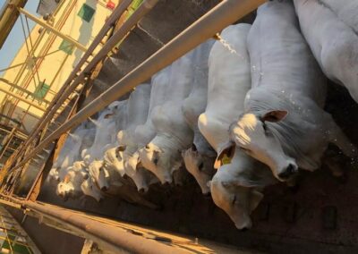 Animais indo para o abate (Foto: Reprodução / Compre Rural)