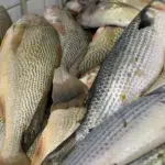 Anvisa tirou às pressas famosa marca de peixes dos mercados (Foto: Reprodução Internet)