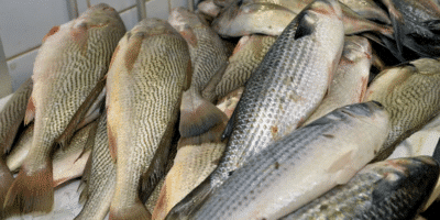 Anvisa tirou às pressas famosa marca de peixes dos mercados (Foto: Reprodução Internet)