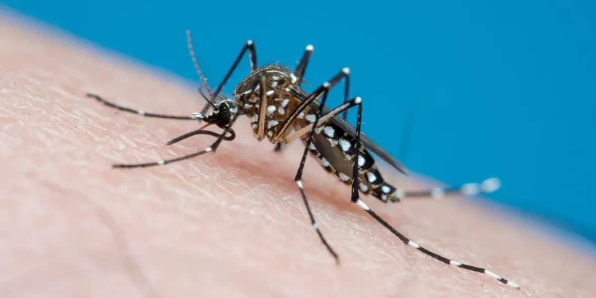 Dengue é uma doença que pode ser fatal (Reprodução: Internet)