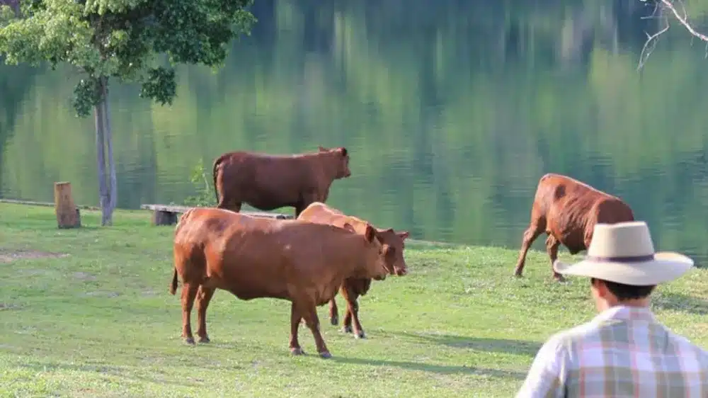 Criação de gado e lago na fazenda de Leo Chaves (Foto: Reprodução/ Internet)