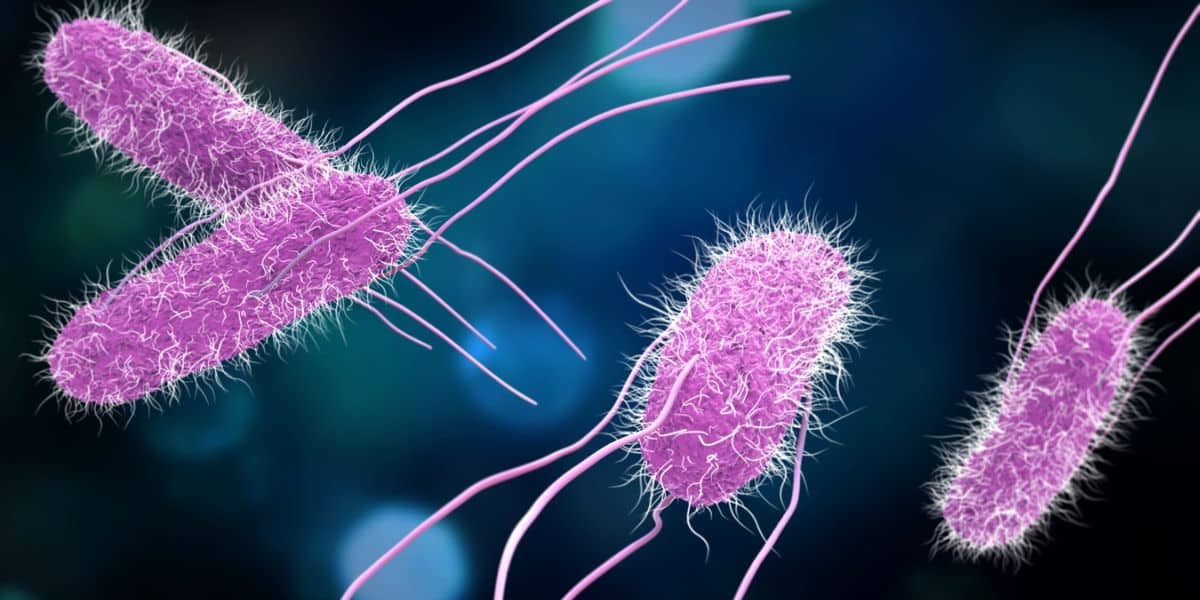 Salmonella pode causar até a morte em casos mais graves (Reprodução: Internet)