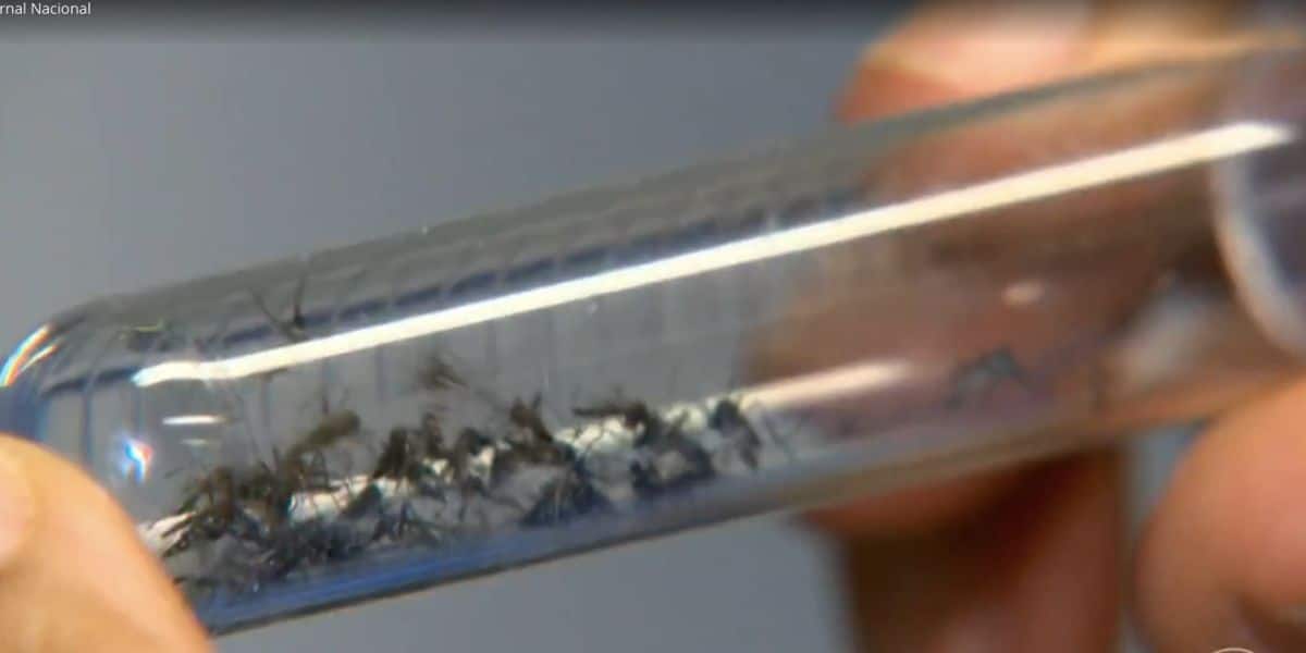 Aedes aegypti (Foto: Reprodução / Globo)