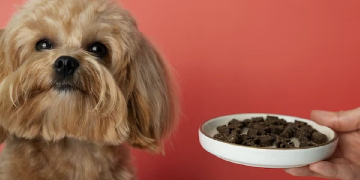 Cachorro e comida (Foto: Reprodução / Freepik)