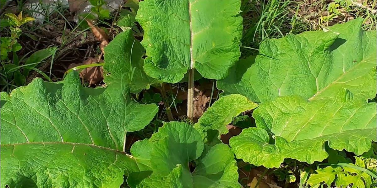 Planta bardana traz diversos benefícios ao corpo (Reprodução: Internet)