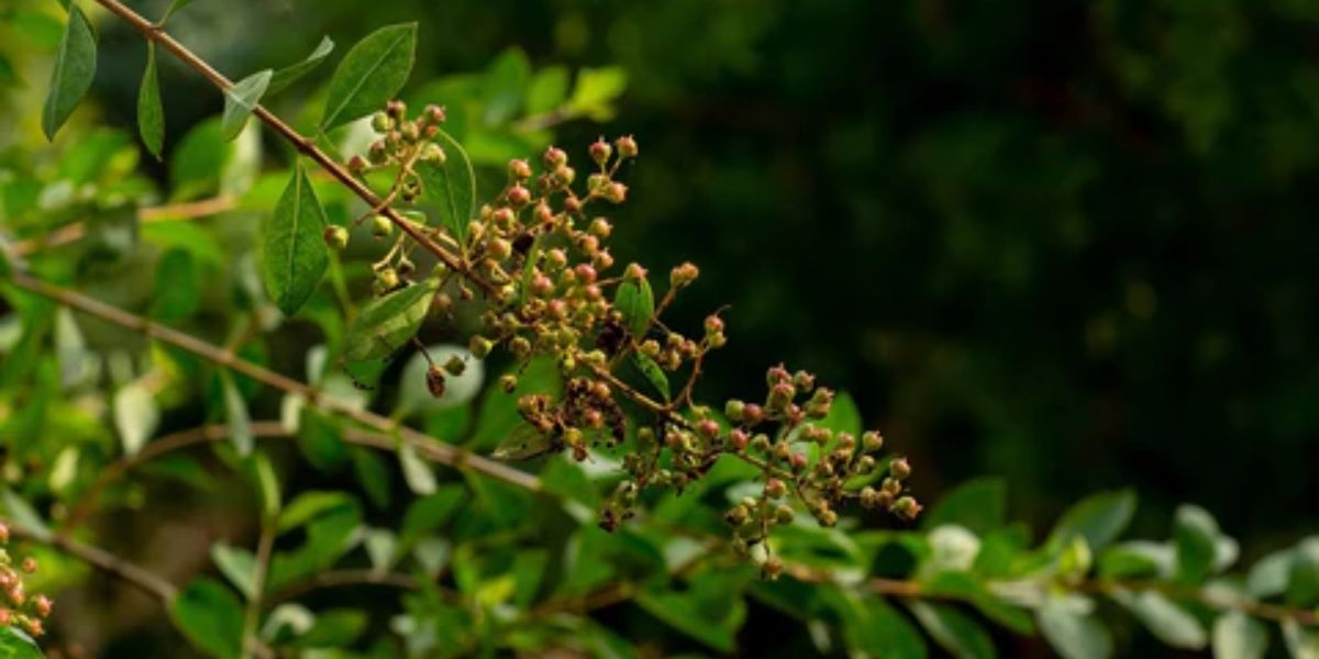 Hena é uma planta que pode ajudar na coloração dos fios (Reprodução: Internet)