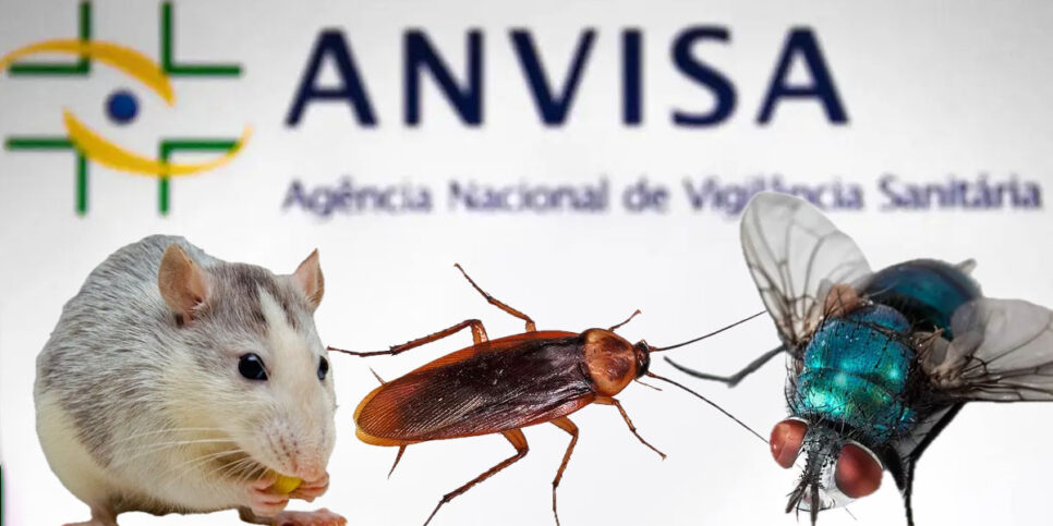 ANVISA- Rato e insetos (Foto: Reprodução, Montagem - TV Foco)