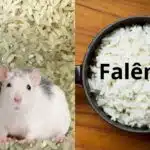 Marcas de arroz com presença de ratos e falência (Reprodução: Montagem TV Foco)