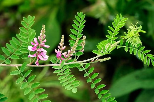 Planta índigo (Foto: Reprodução / Canva)