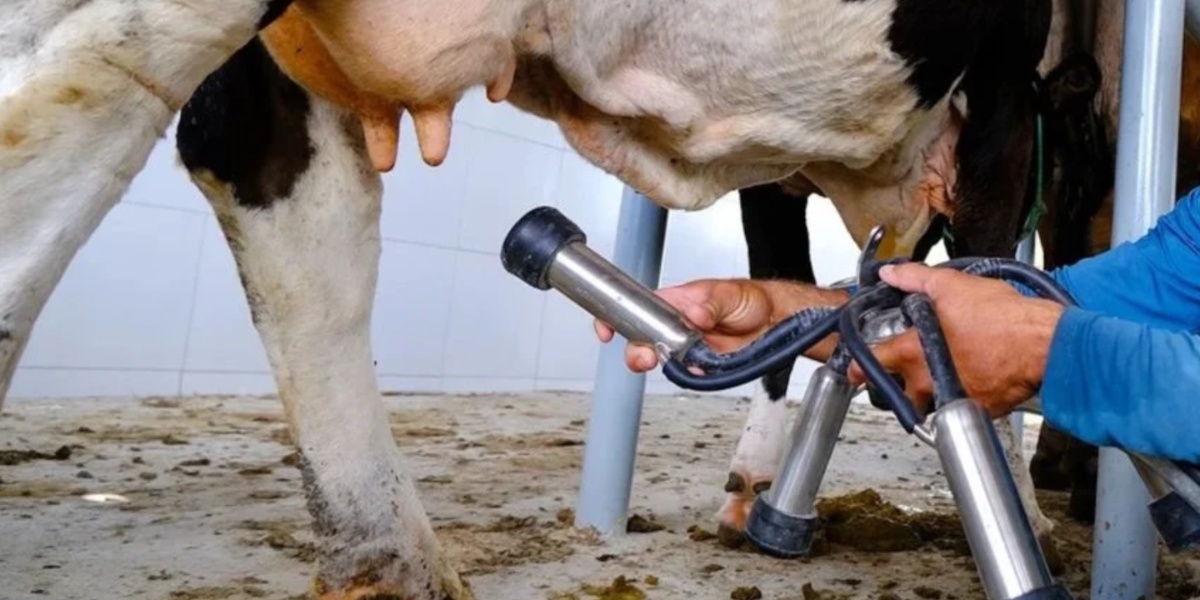 O leite deve ser ordenhado da maneira correta e passar pelo processo de pasteurização (Foto: Reprodução/ Internet)