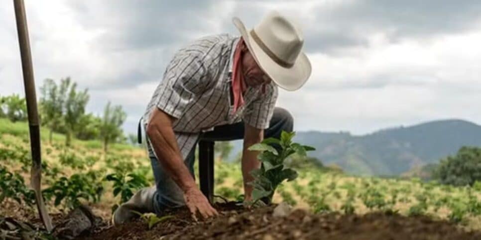 Trabalhador Rural (Foto: Reprodução / Globo Rural) 