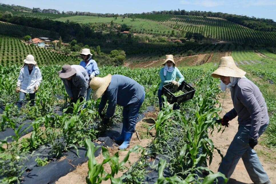 Agricultores (Foto: Reprodução / Agência Minas)