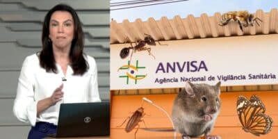 Ana Paula Araújo no Bom Dia Brasil, Anvisa e insetos (Fotos: Reproduções / Globo / Canva)