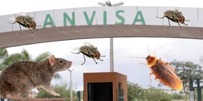 Anvisa - Pelo de rato, mosca e barata (Foto: Reprodução, Montagem - TV Foco)