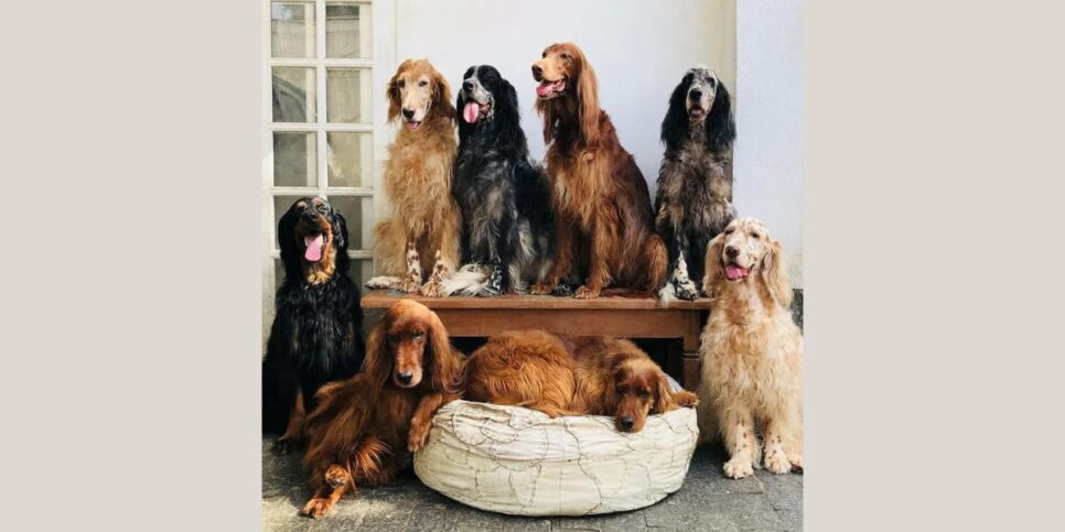 Tim Maia, Nando Reis, Elis Regina, Cazuza, Vinícius de Moraes, Gilberto Gil, Rita Lee e Caetano Veloso, os cachorros de Jeff Machado (Foto: Reprodução / Instagram)