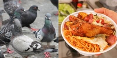 Interdição de restaurante por escândalo de carne de pombo (Foto: Reprodução/ Internet)