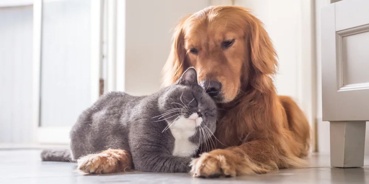 Cachorros e gatos fazem parte da família dos brasileiros (Reprodução: Internet)