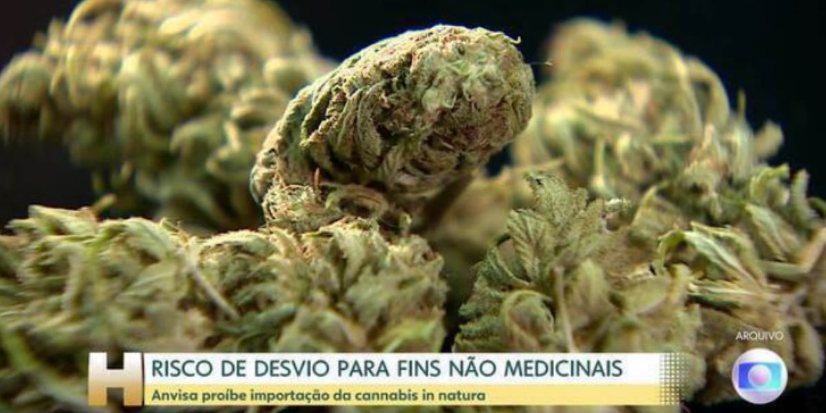 Cannabis (Foto: Reprodução / Globo)