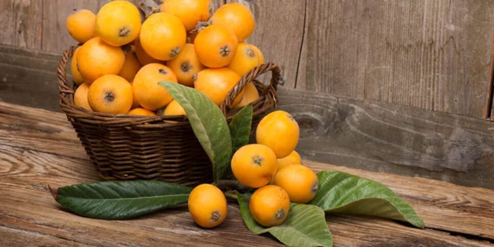 Fruta amarela, também chamada de nêspera ou ameixa dourada (Foto: Reprodução - Cobasi)