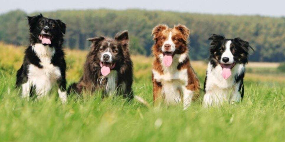 O Border Collie é a raça de cachorro mais inteligente do mundo (Foto: Reprodução/ Internet)