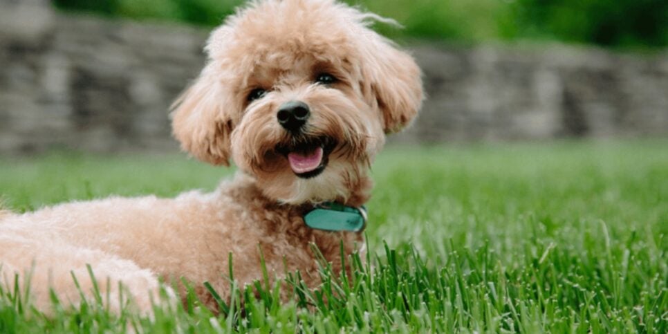 O Poodle além de lindo é a segunda raça canina mais inteligente do mundo (Foto: Reprodução/ Internet)