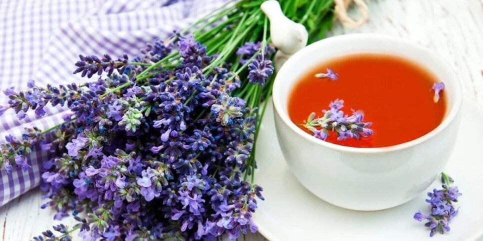 Chá de Lavanda (Foto Reprodução/Canva)