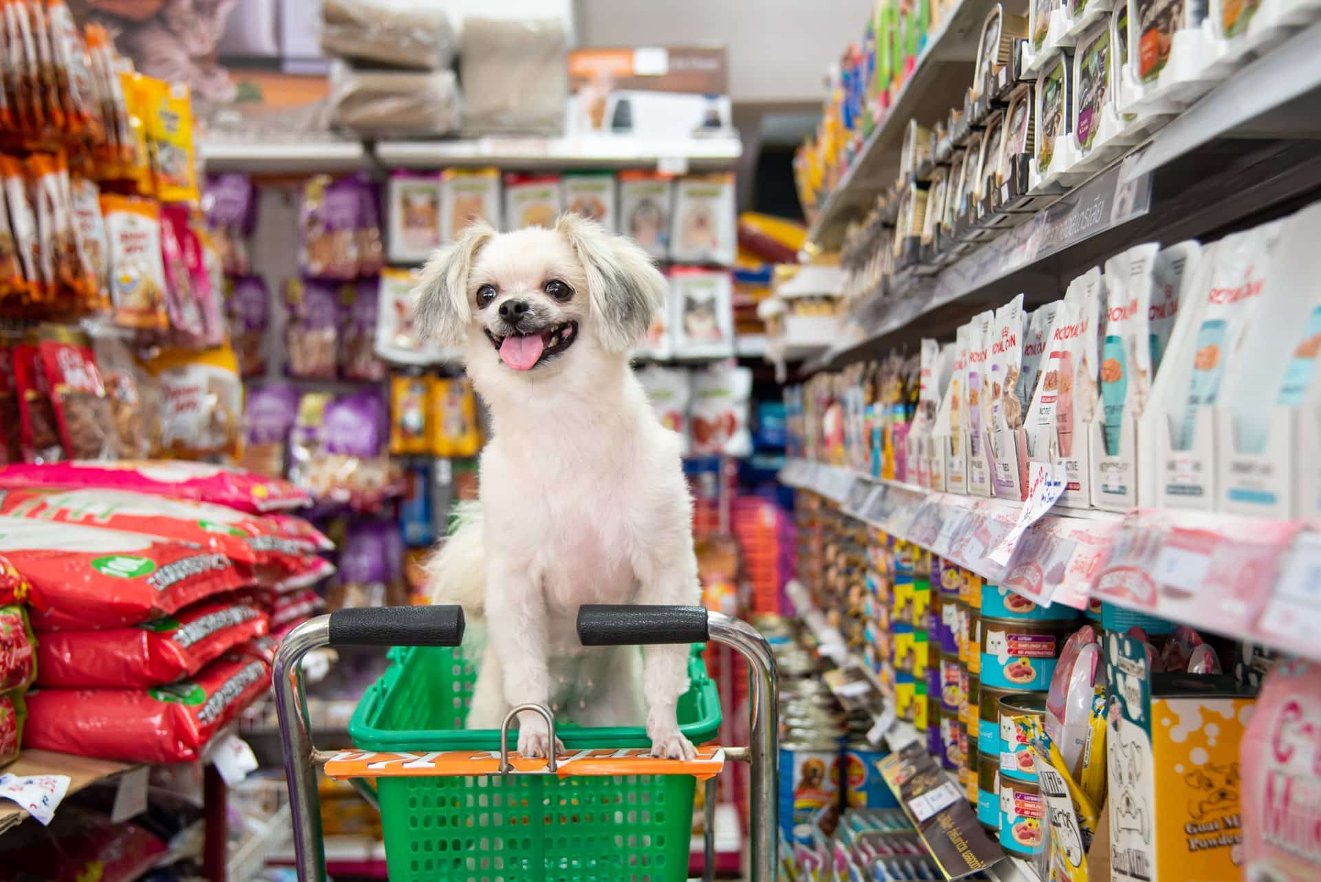 Mercado Pet tem crescido muito nos últimos anos (Foto Reprodução/CNDL)