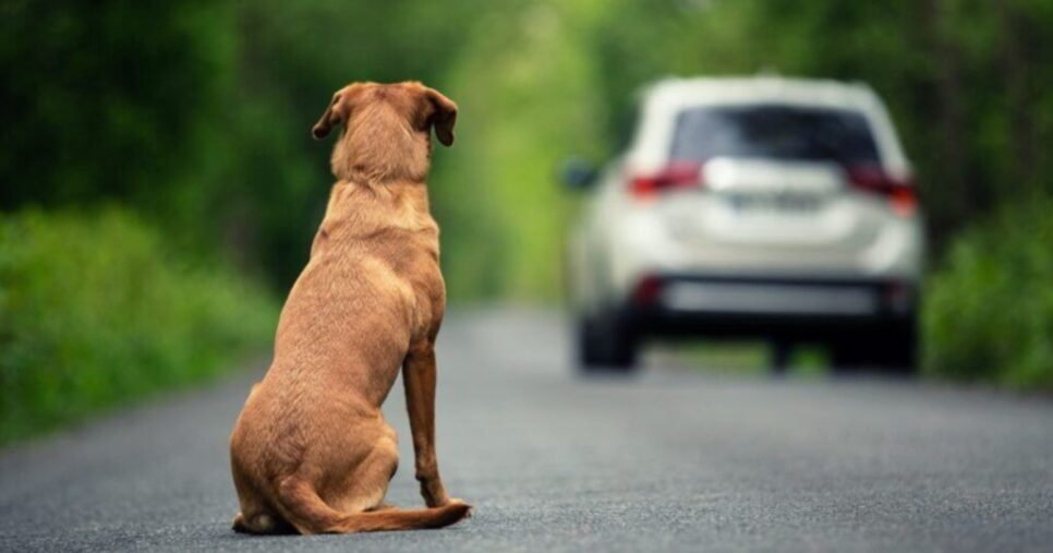 Infração gravíssima para quem abandonar animais em via pública - Foto: Internet