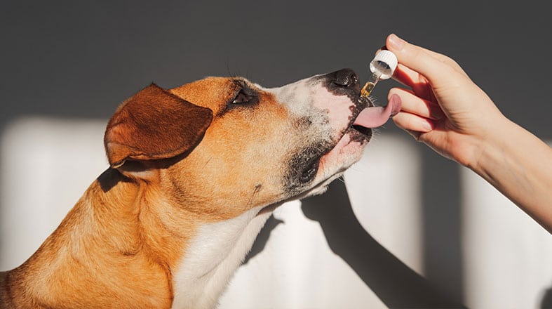 Uso de Cannabis é autorizado pela ANVISA para tratamento animal (Foto Reprodução/ Revista Cães &Gatos)