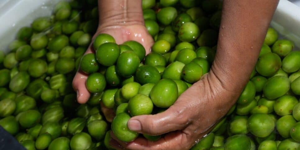 A fruta de umbu ajuda na produção de colágeno e aumento de imunidade (Foto Reprodução/Internet)